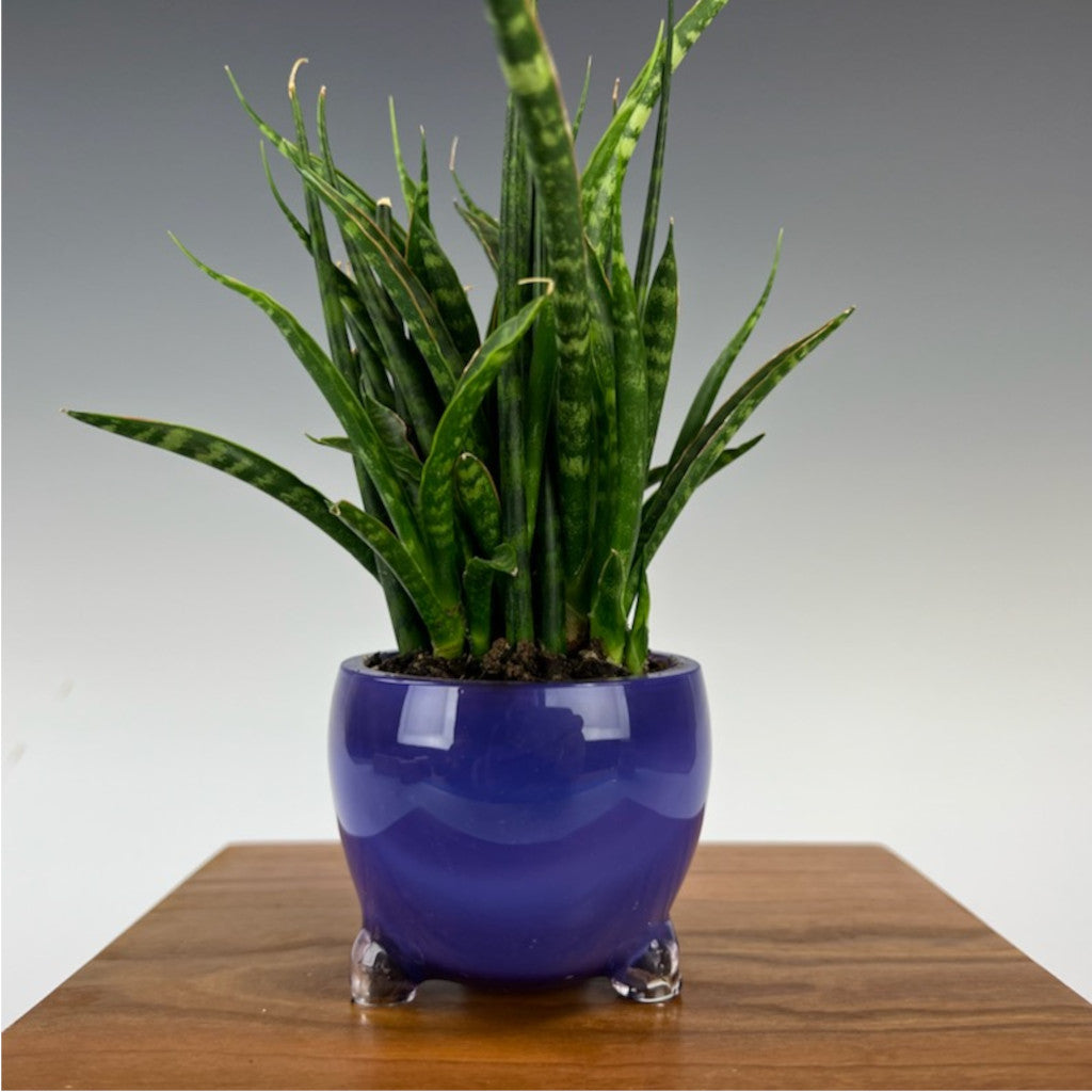 AKM Skull Plant Holder